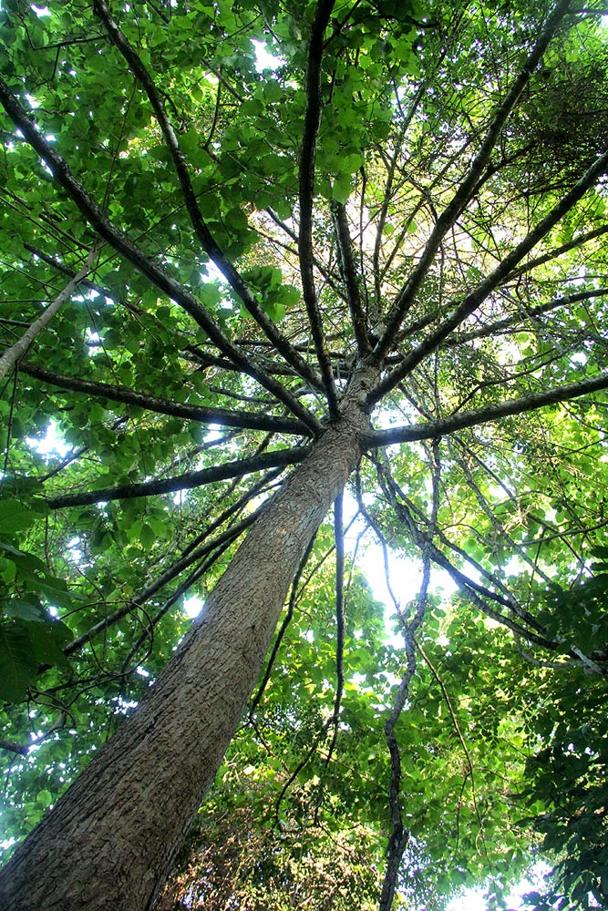Burttdavya nyasica