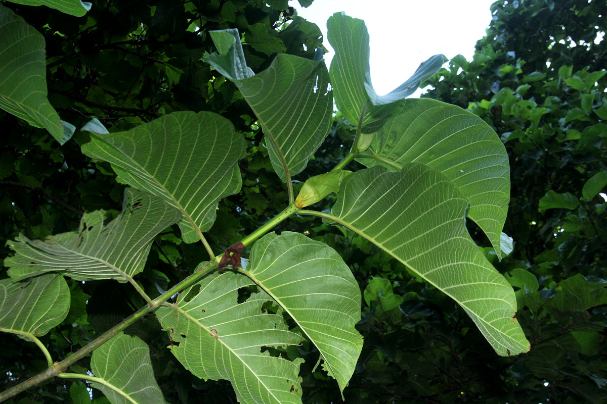 Burttdavya nyasica