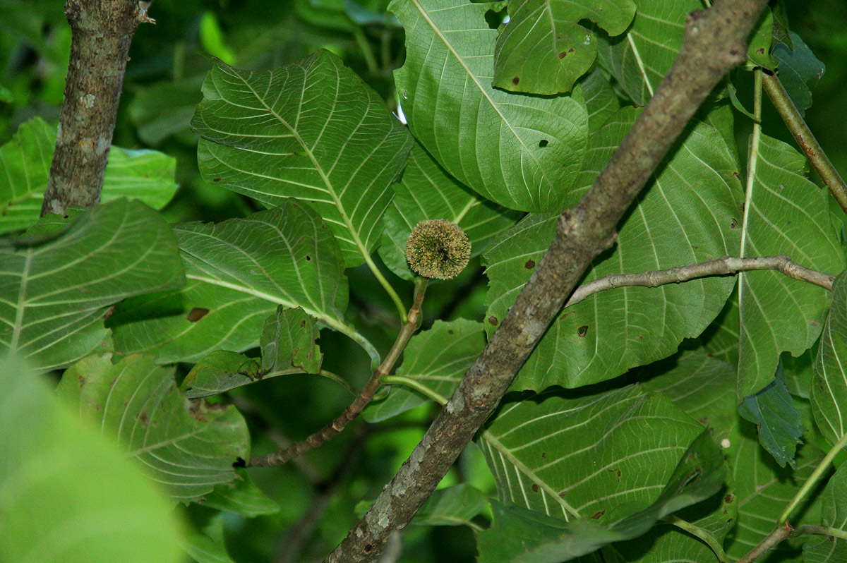 Burttdavya nyasica