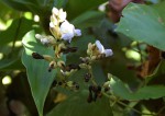 Psophocarpus scandens