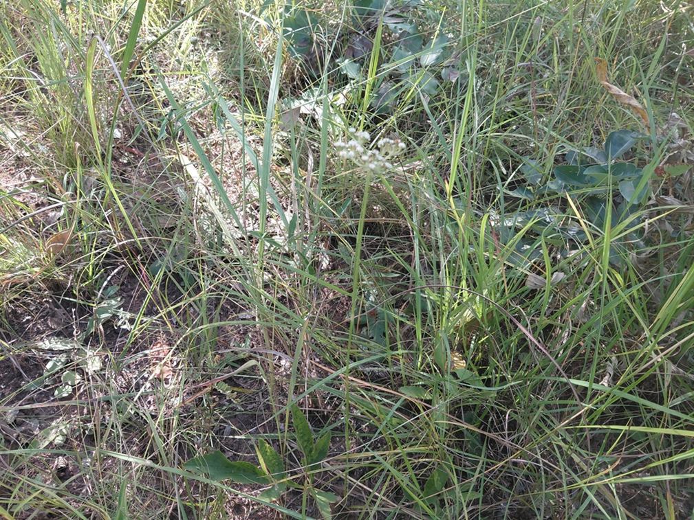 Pimpinella kassneri Pimpinella kassneri