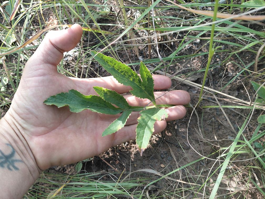 Pimpinella kassneri Pimpinella kassneri
