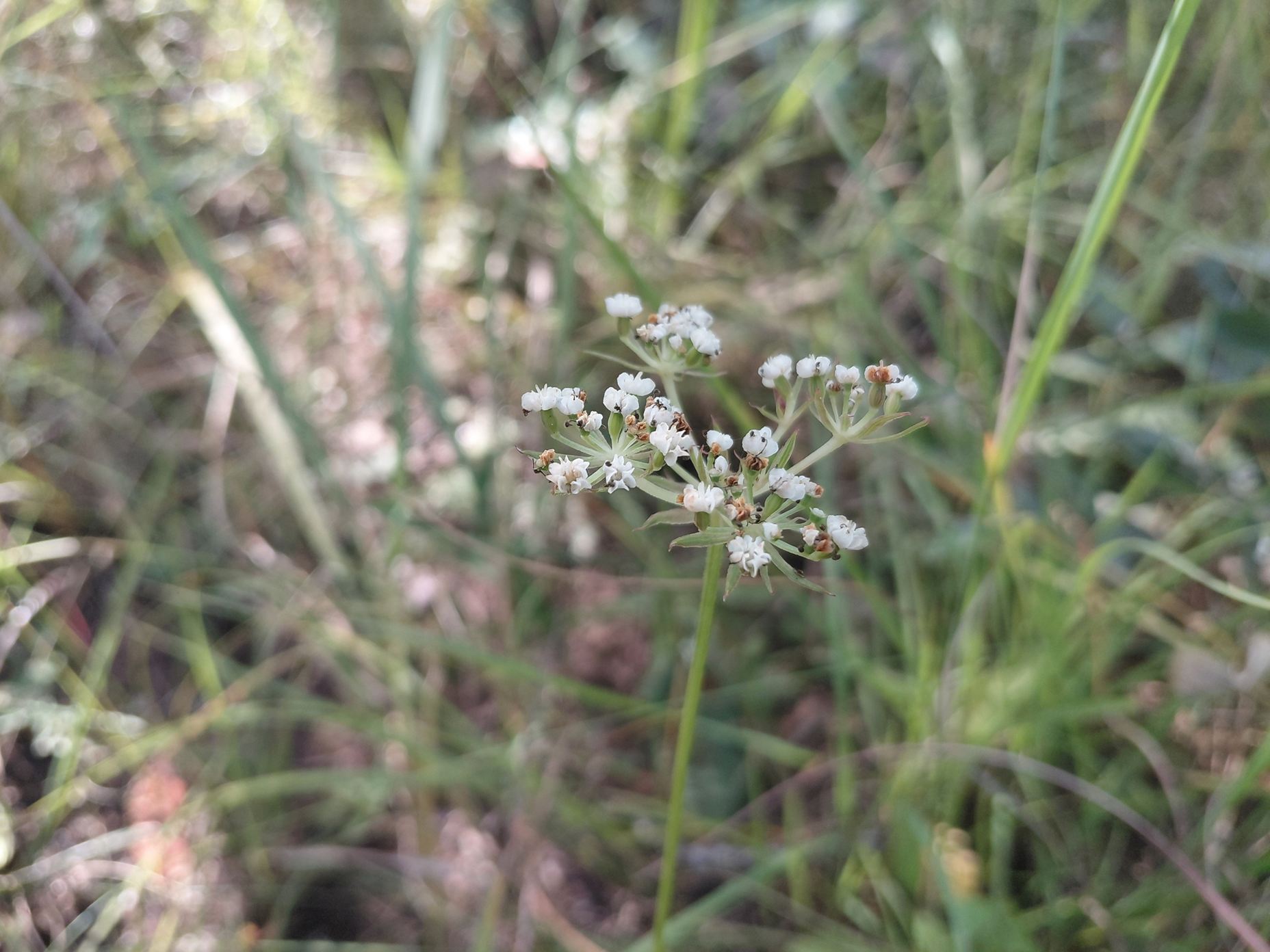 Pimpinella kassneri Pimpinella kassneri