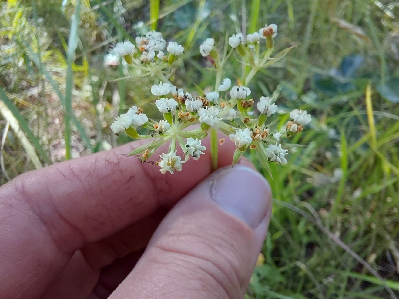 Pimpinella kassneri Pimpinella kassneri