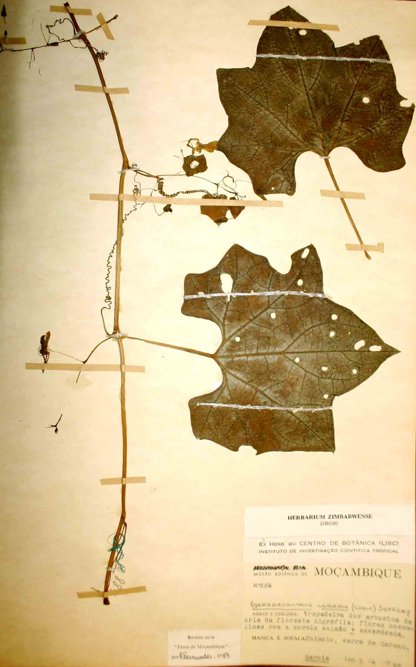 Gerrardanthus lobatus