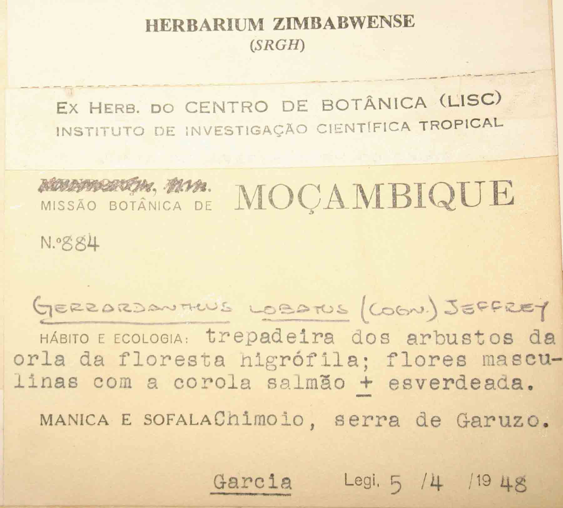 Gerrardanthus lobatus