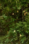 Momordica anigosantha