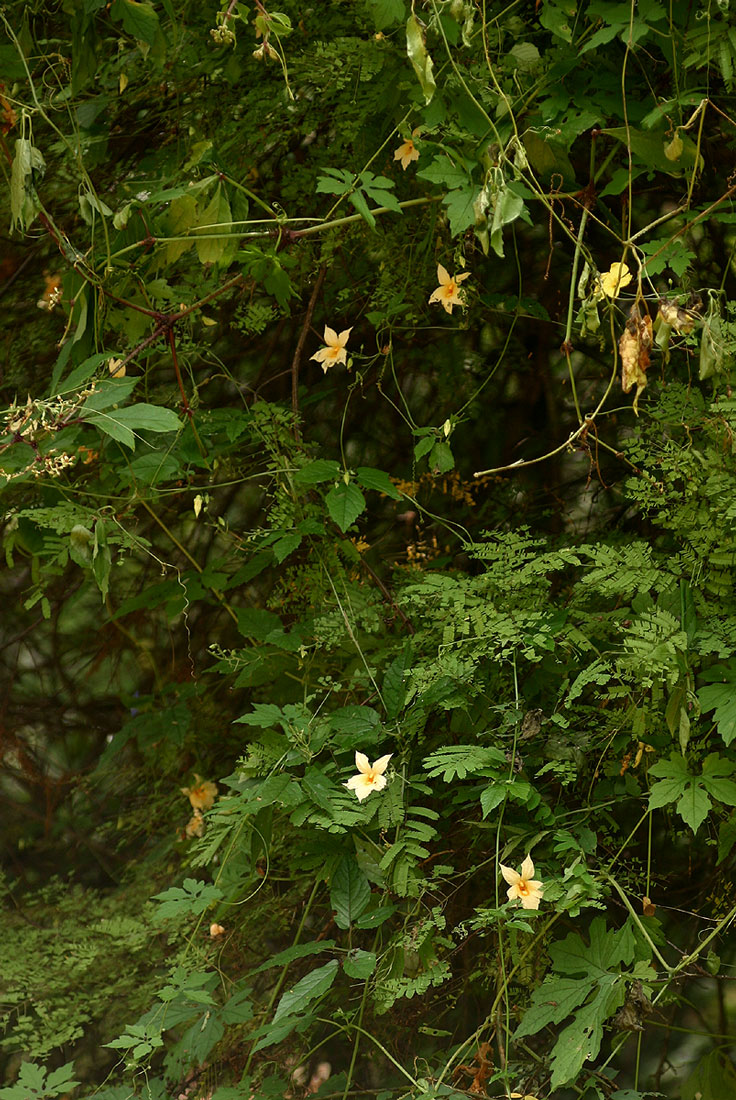 Momordica anigosantha