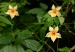 Momordica anigosantha