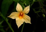 Momordica anigosantha