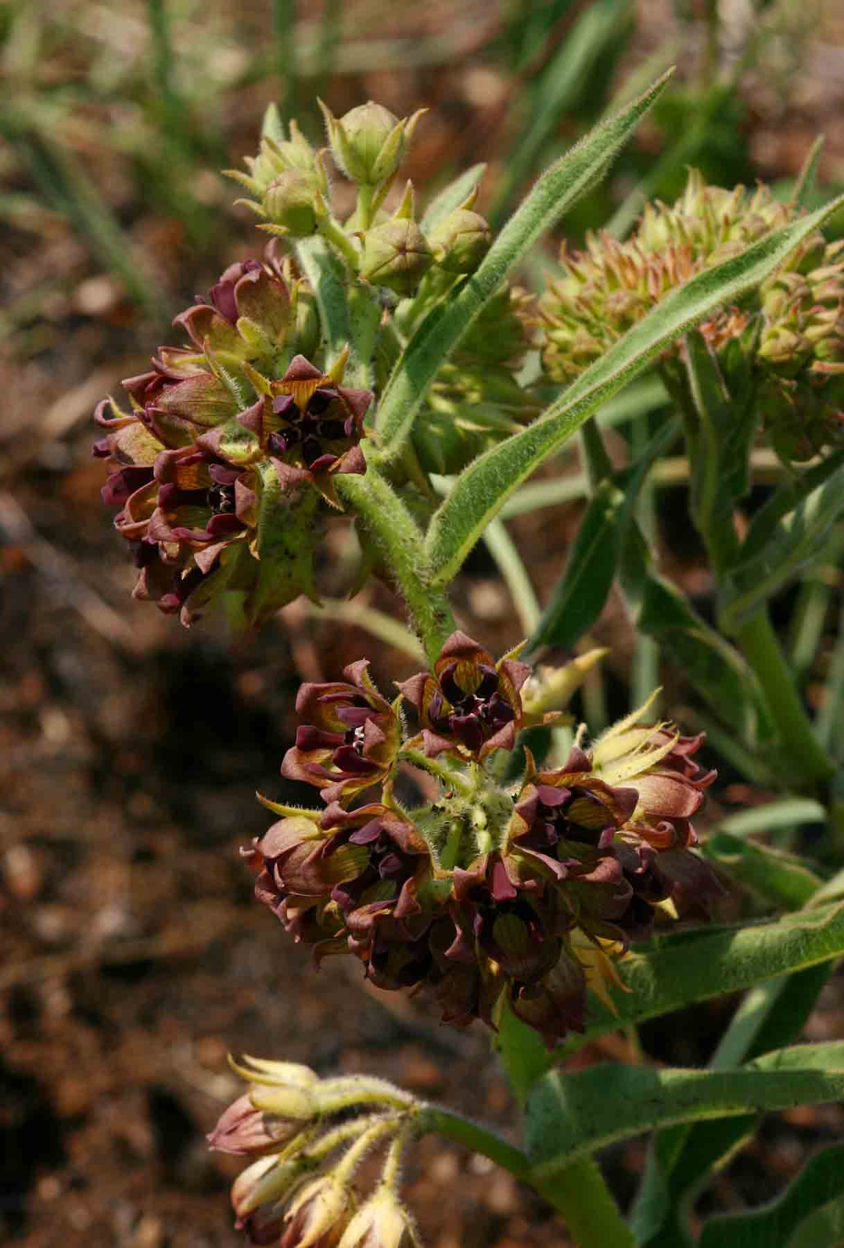 Pachycarpus chirindensis