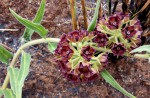 Pachycarpus chirindensis