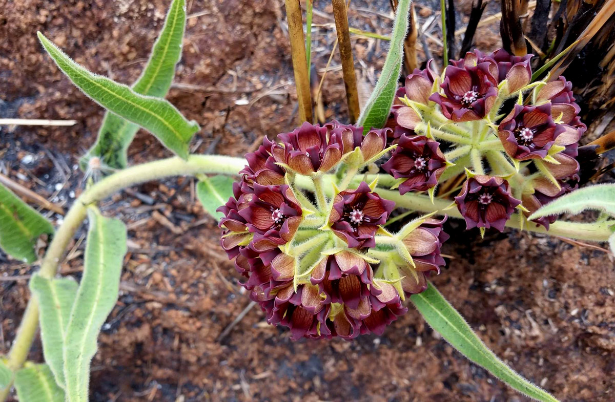 Pachycarpus chirindensis