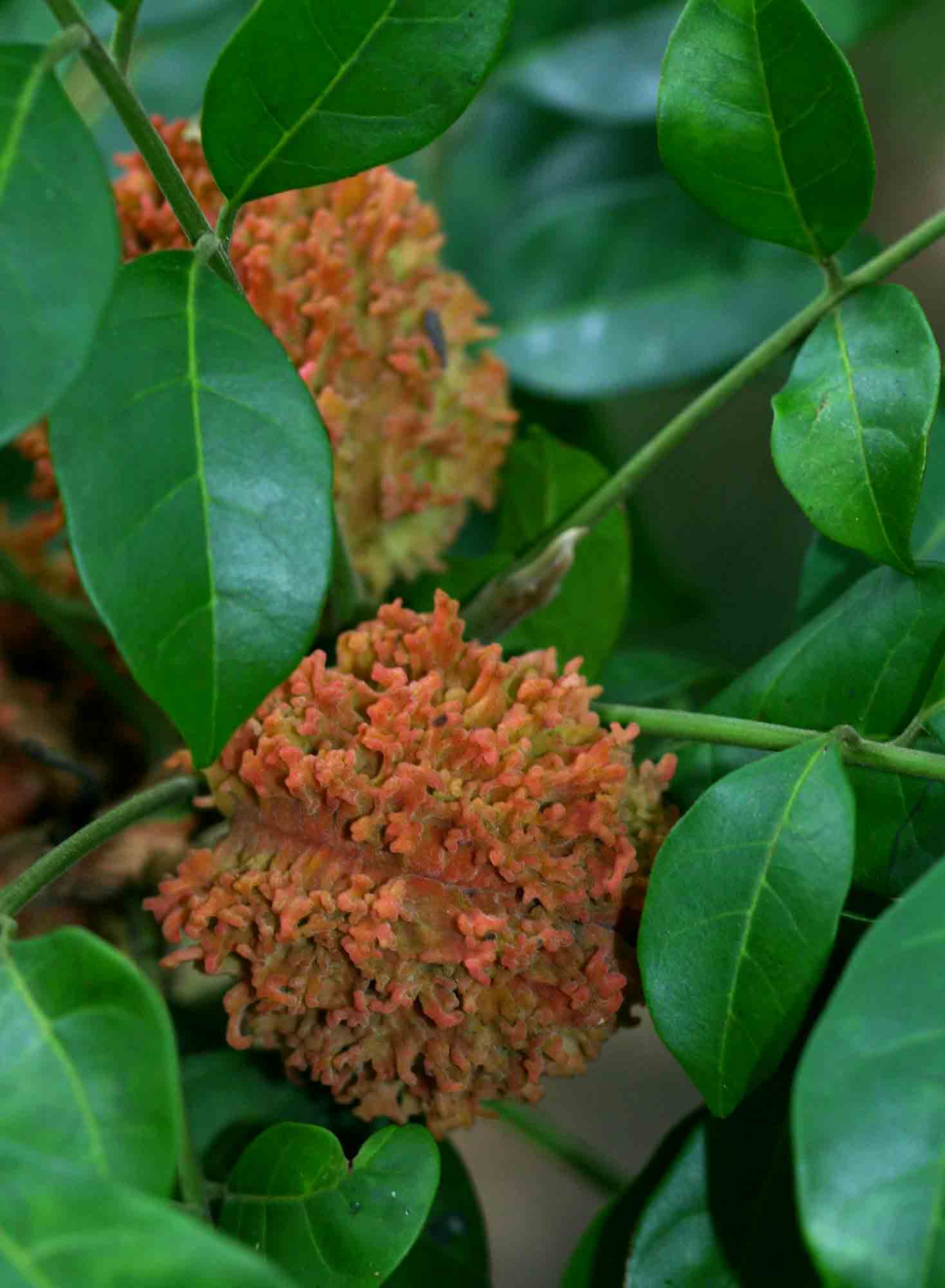 Pseudobersama mossambicensis