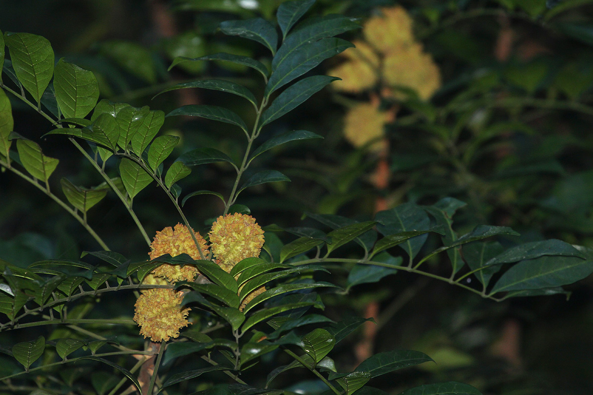 Pseudobersama mossambicensis