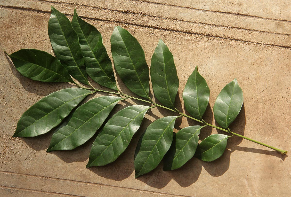 Pseudobersama mossambicensis
