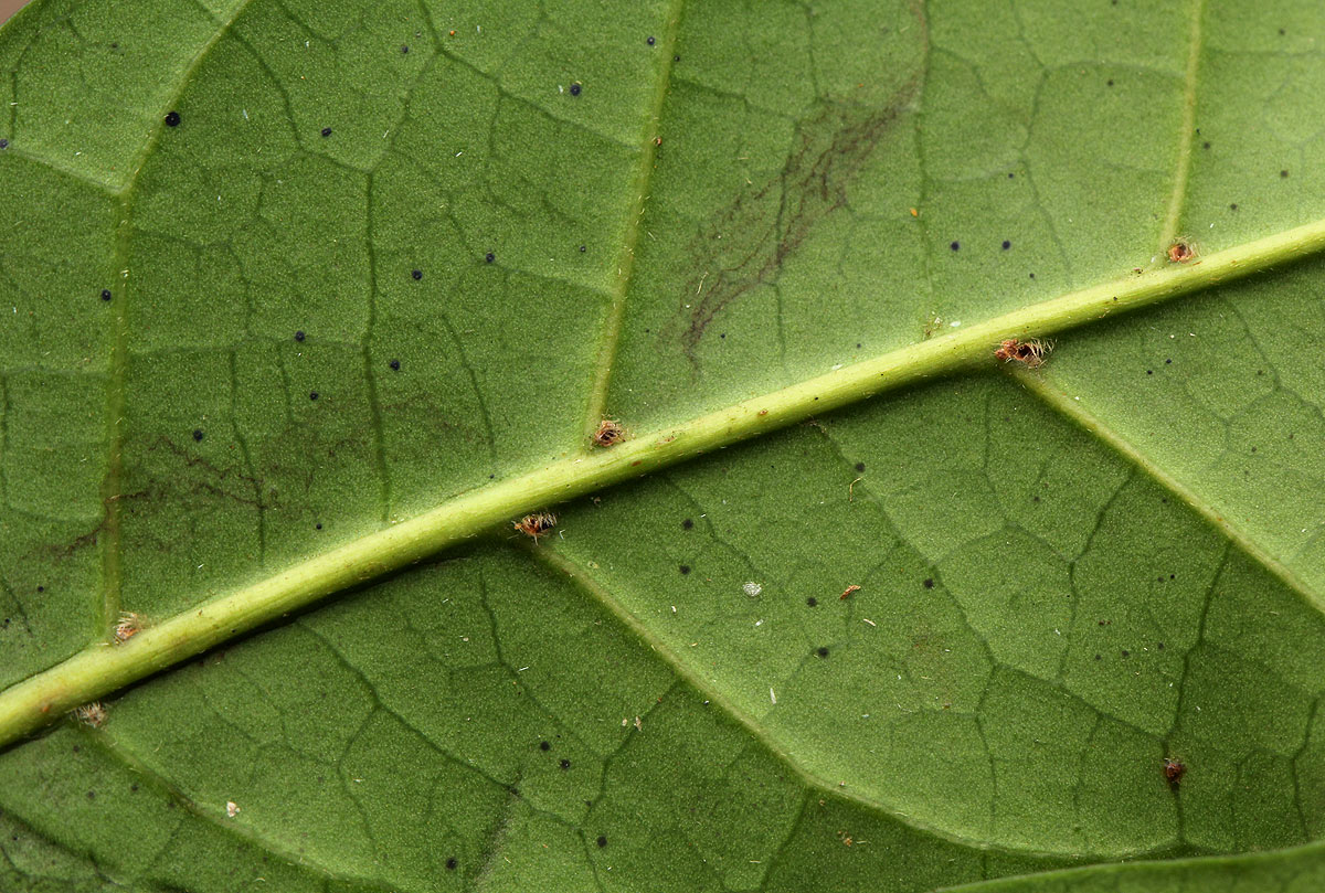 Pseudobersama mossambicensis