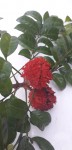 Pseudobersama mossambicensis