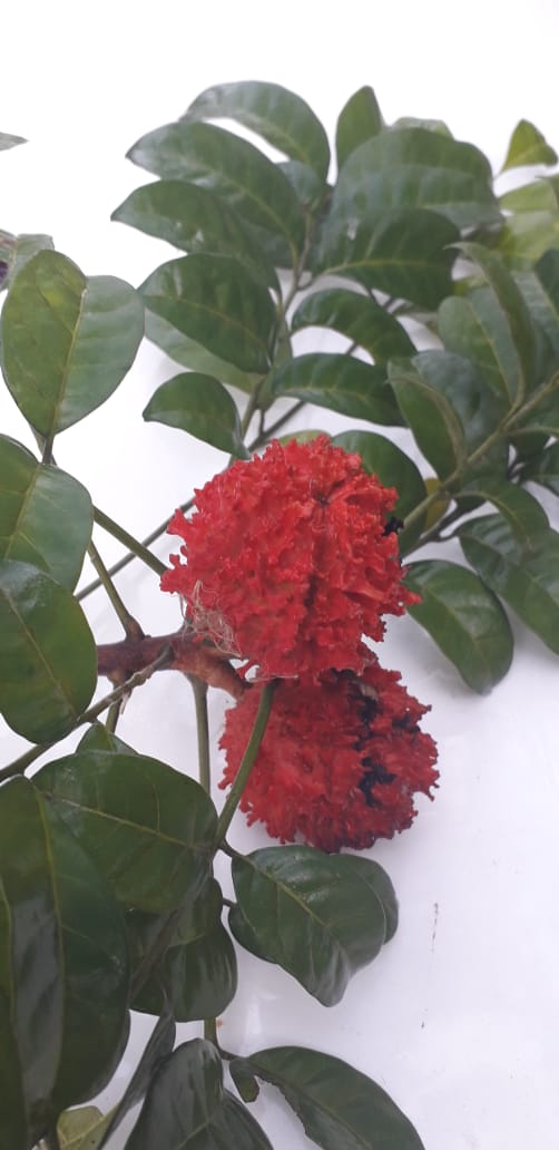 Pseudobersama mossambicensis