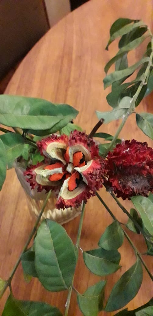 Pseudobersama mossambicensis