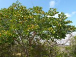 Hymenaea verrucosa