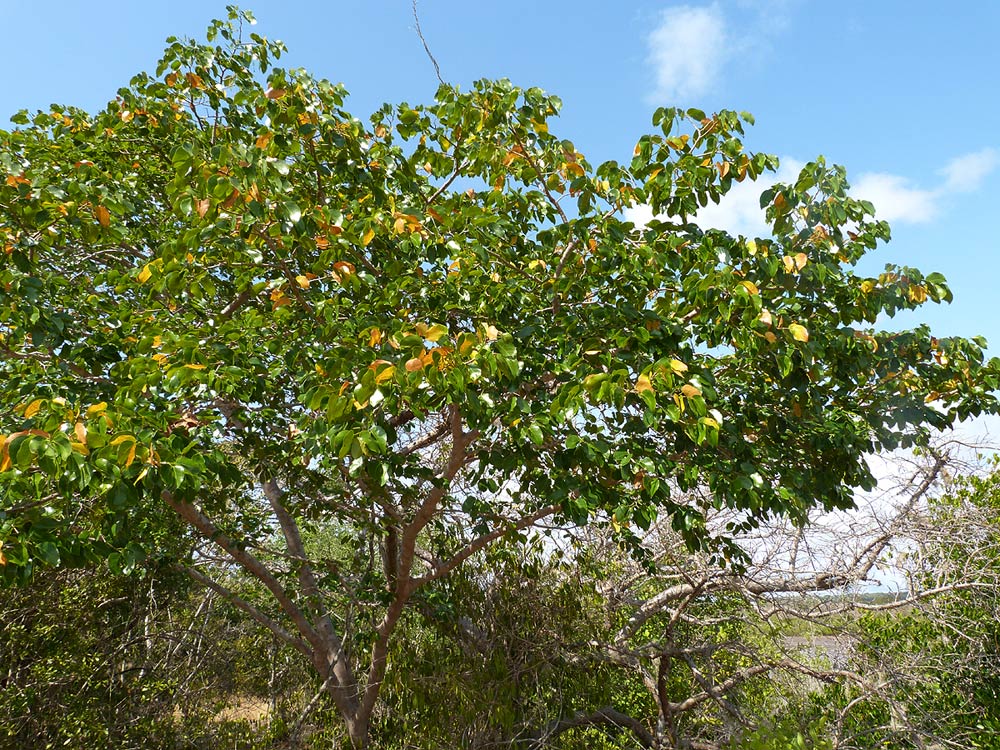 Hymenaea verrucosa