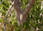 Hymenaea verrucosa