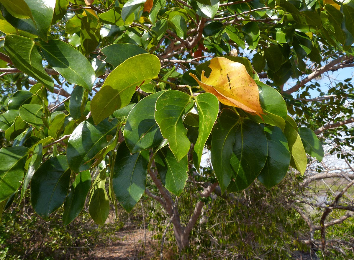 Hymenaea verrucosa