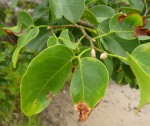 Hymenaea verrucosa