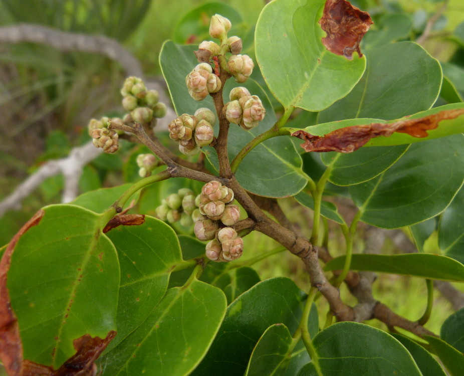 Hymenaea verrucosa