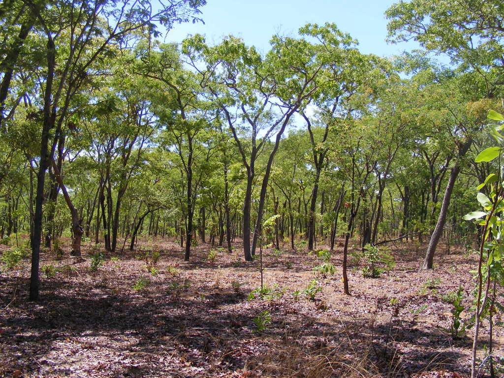 Julbernardia paniculata