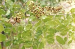 Julbernardia paniculata