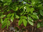 Berlinia orientalis