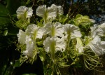 Berlinia orientalis