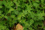 Psilotrichum sericeum