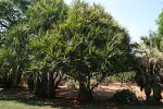 Pandanus utilis