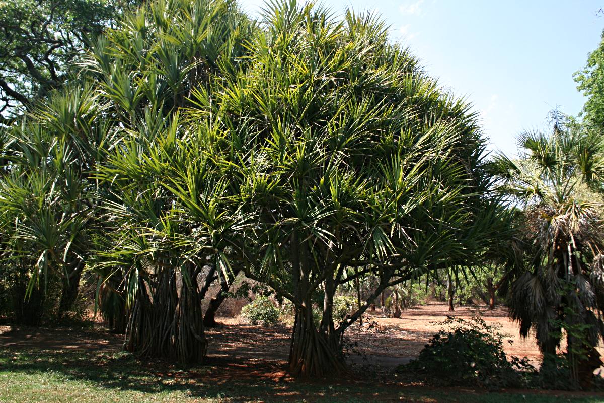 Pandanus utilis