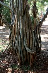 Pandanus utilis