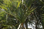 Pandanus utilis