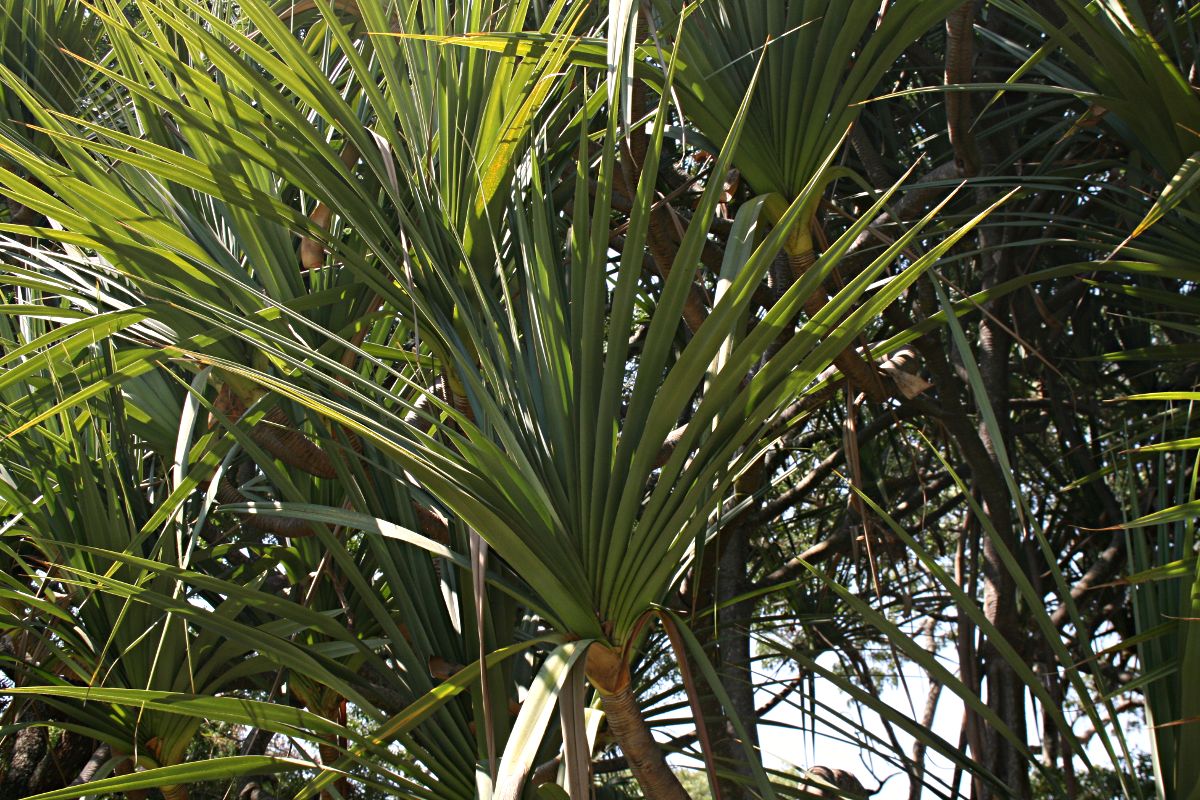 Pandanus utilis