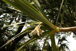Pandanus utilis