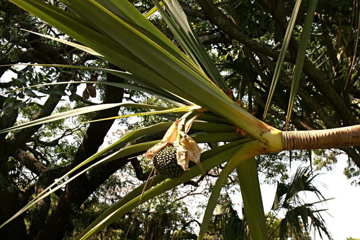 Pandanus utilis