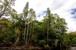 Pandanus livingstonianus
