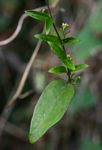 Vincetoxicum anomalum