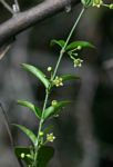 Vincetoxicum anomalum