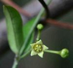 Vincetoxicum anomalum