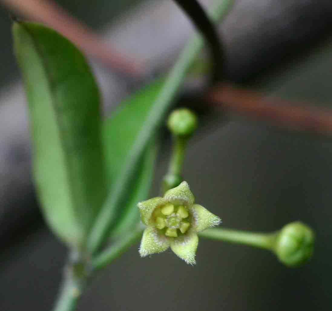 Vincetoxicum anomalum