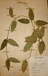 Vincetoxicum anomalum
