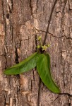 Vincetoxicum anomalum