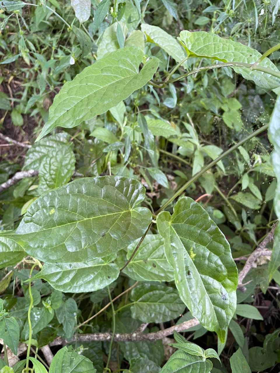 Vincetoxicum conspicuum